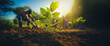 Green, young, fresh plant growing out of the soil, sprong time, farm surrounding, sunrise. Copy space. Hard work and growing business concept.