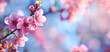 Beautiful, idyllic spring banner of a pink cherry blossom, blue sky, pink flowers, cherry tree, copy space.