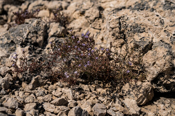 Wall Mural - Small plants growing on limestone rocks during summer season in Croatia