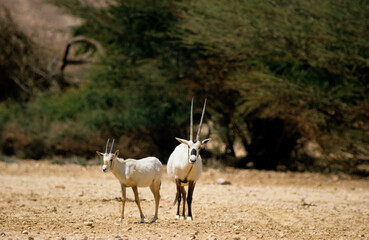 Wall Mural - Oryx d'Arabie, Oryx leucoryx, Femelle et jeune