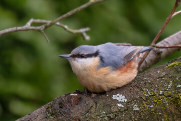 Wall Mural - Wood Nuthatch - Sitta europaea, small beautiful perching bird from European forests and woodlands, Zlin, Czech Republic.