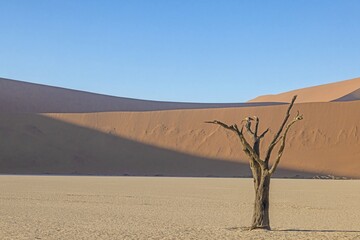 Picture of a dead tree in the Deadvlei salt pan in the Namib Desert in front of red sand dunes in the morning light