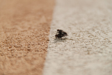 Sex flies. Flies mating. Reproduction of insects