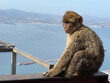 Barbary Macaque ape in Gibraltar