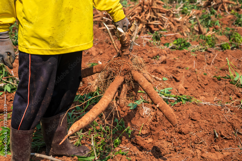 Agriculture is harvesting tapioca from cassava farms. Farmers are ...