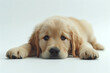 golden retriever puppy lying on white background facing the camera close up
