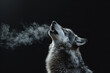 Portrait of a defiant gray wolf isolated on a dark background with steam from its mouth
