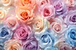 Pastel roses in full bloom for a colorful background, top view.