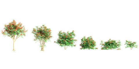 3d illustration of set Caesalpinia pulcherrima tree isolated on transparent background