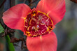 trigridia closeup during full bloom