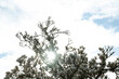 sonne magnolie baum blüte himmel