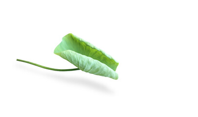 Wall Mural - Isolated waterlily or lotus leaf with clipping paths.	
