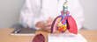Doctor with heart Cardiovascular and Respiratory anatomy for Disease. Lung Cancer, Asthma, Chronic Obstructive Pulmonary or COPD, Bronchitis, Emphysema, Cystic Fibrosis, Bronchiectasis, Pneumonia