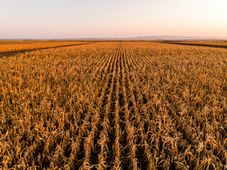 Wall Mural - A vast wheat field glows under the warm light of a setting sun