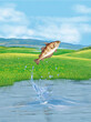 un poisson tacaud  qui saut et sort de l'eau avec splash