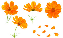 Set Of Orange Cosmos Flowers And Petals On A Transparent Background.