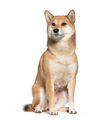 Wall Mural - shiba inu dog sitting on white background