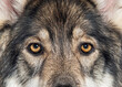 Head shot of a Timber Shepherd a kind of wolf dog very similar to a wolf, facing and looking at the camera,