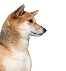 Wall Mural - Shiba inu dog profile portrait on white background