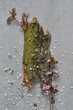 Abstraction: bark, moss and flower petals on grey background. 