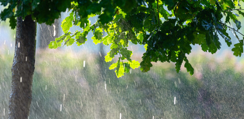 Wall Mural - Raindrops Among the Oaks: A Morning of Renewal and Growth