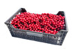 Cherry Harvest: Ripe Fruit Nestled in Box