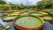 Huge Victoria Amazonica water lily leaves which can reach two meters in diameter floating on the pond in Sir Seewoosagur Ramgoolam Botanical Garden Pamplemousses Park Port Louis, Mauritius Island.
