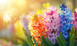 hyacinths in the sun litght. Easter spring background, Generative AI 