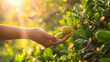 A gentle hand picks ripe monk fruit from a sun-kissed tree, capturing the essence of a healthy harvest in the morning glow.