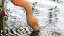 Pink Flamingo Looking For Food In The Water