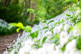 Fototapeta  - white wildflowers in spring forest