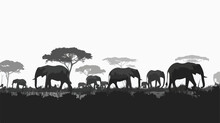 Herd Of Elephants Walks In Amboseli National Park Keny