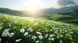 Fototapeta Natura - Beautiful spring and summer natural landscape field of daisies in full bloom, with rolling hills and the sun shining brightly overhead. 