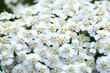 Sea of Blossoms: A Carpet of White