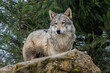 Eurasian grey wolf
