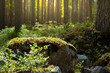 beautiful forest scenery with sunlight