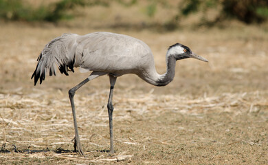 Wall Mural - Common crane or Grus grus, also known as the Eurasian crane observed in Lesser Rann of Kutch in Gujarat, India