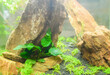 fish tank decoration scenery The underwater plants and trees are beautifully decorated in nature.