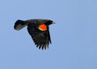 Male red-winged blackbird (Agelaius phoeniceus) flying in blue sky, Galveston, Texas, USA.