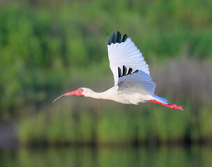 Wall Mural - American white ibis (Eudocimus albus) flying over tidal marsh, Galveston, Texas, USA.