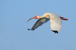 American white ibis (Eudocimus albus) flying in blue sky, Galveston, Texas, USA.