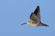 Short-billed dowitcher (Limnodromus griseus) flying in blue sky, Galveston, Texas, USA.