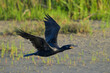 Neotropic cormorant (Nannopterum brasilianum) flying over tidal marsh at early morning, Galveston, Texas, USA
