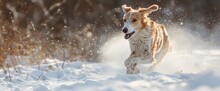 Portrait Of Cute, Funny And Happy Beige And White Russian Borzoi Dog Or Wolfhound Running Fast On The Snow In The Winter Field