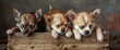 Three little , lovely, cute domestic breed mammal chihuahua puppies friends sitting and lying on wooden vintage box. Pets indoor together sleeping together. Pathetic soft portrait. Happy dog family.