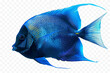 Blue fish png world ocean day concept 