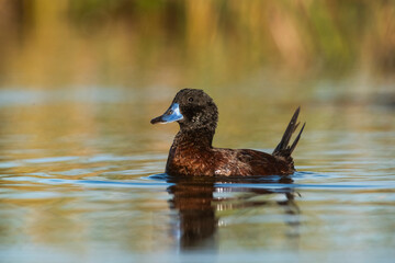 lake duck in pampas lagoon environment, la pampa province, patagonia , argentina.