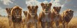 Tiger and lion close-ups in wildlife lion, animal, lioness, cat, predator, safari, mammal, feline, carnivore, big cat, portrait, zoo, leo, hunter, resting, dangerous in Savanna