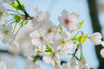 2024年4月の東京に咲いた桜の花