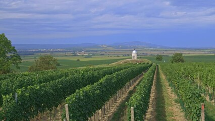 Poster - Vineyard near Velke Bilovice, Southern Moravia, Czech Republic